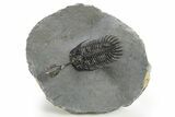 Trident Walliserops Trilobite - Exceptional Preparation #310137-3